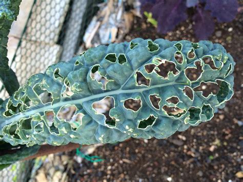 Kale Pests And Common Diseases And How To Avoid Them Sproutabl