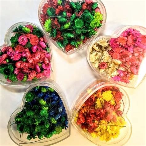 Flores Secas Para Artesanato - Flores secas Sempre Viva pequenas para artesanato embalagem resina ...