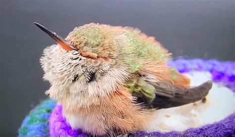 cute baby hummingbirds  thousand hummingbird babies royalty