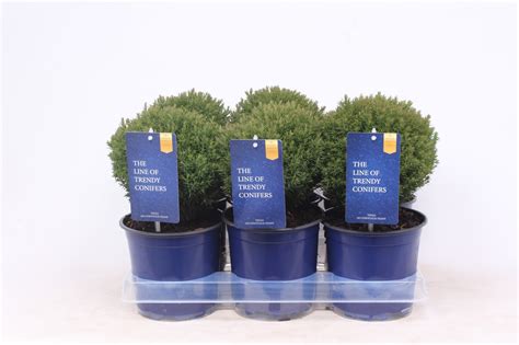 Thuja Occidentalis Teddy Plant Wholesale FlorAccess