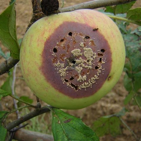 Monilia bestrijden - Schimmelziekten