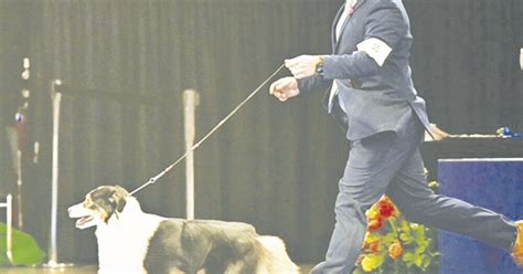 local dog appears   national dog show thanksgiving day thedailystarcom