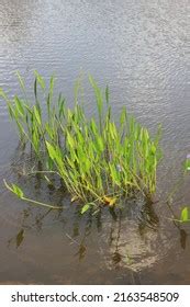 Tropical Water Plants Growing Local Pond Stock Photo