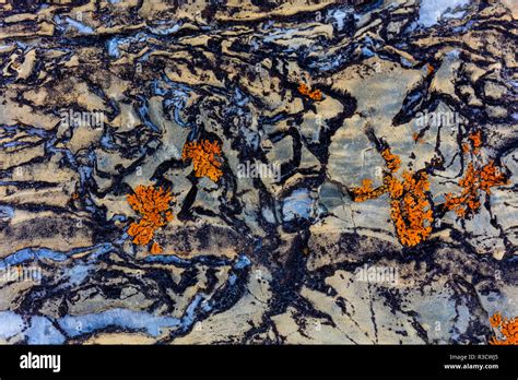 Colorful Lichen Encrusted Rock In Glacier National Park Montana Usa