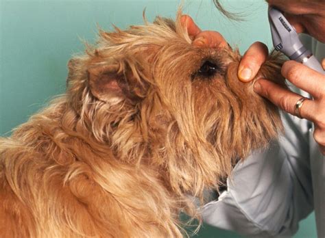 Dog Cataracts Explanation Causes Symptoms And More Zooplus Magazine