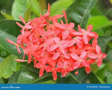 Red Flower Spike Stock Photo Image Of Floral Backgrounds 55920030