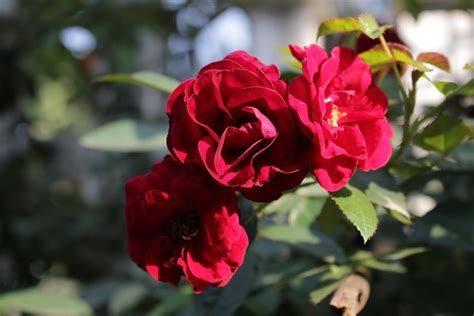 Rose Dans Le Soleil Velours - Photo gratuite sur Pixabay - Pixabay