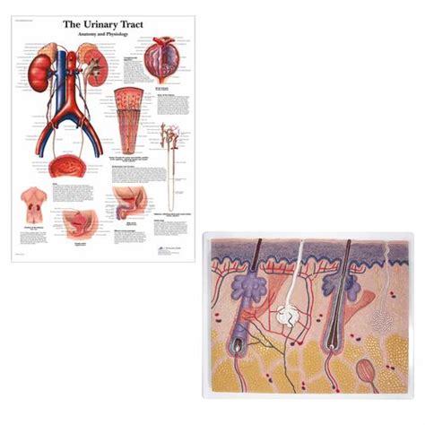 Lab Diagram Nursing