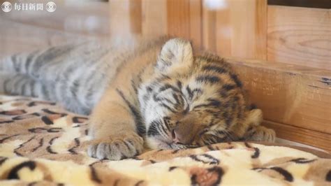 Tiger Cubs Sleeping