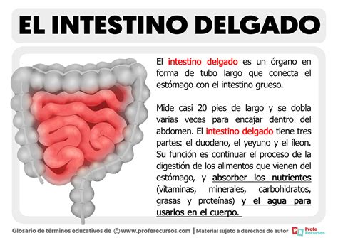 ¿qué Es El Intestino Delgado