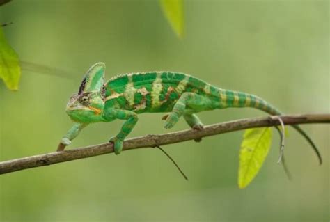 Baby Chameleon: Care Guide, Colour, Price & Unknown Facts