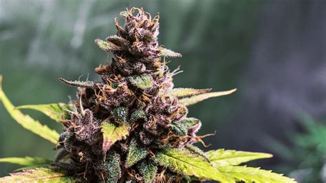 Katie Sigmond Nude Leaks Rumor Hits OnlyFans VICESNOB