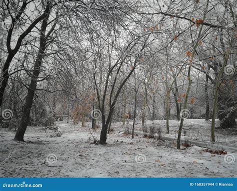 Classic Winter Picture of a Frozen Empty Park Stock Photo - Image of branches, cloudy: 168357944