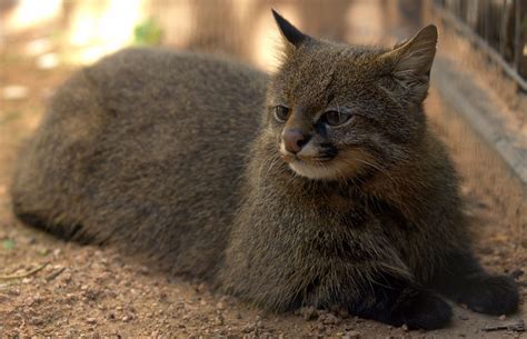 Pampas Cat Leopardus Pajeros Bored Panda