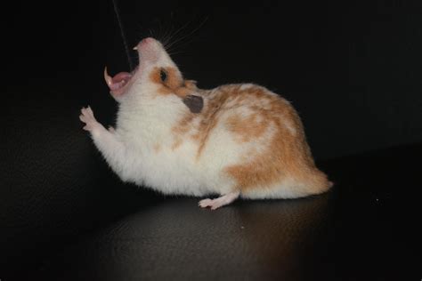 Yawning Hamster by Made-My-Day on DeviantArt