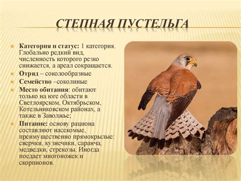 Птицы Волгоградской области, занесенные в Красную книгу - презентация ...