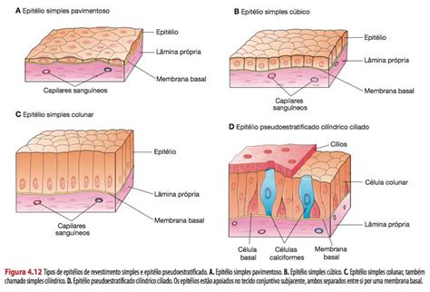 A Derme é Composta Por Tecido Epitelial Pavimentoso Estratificado