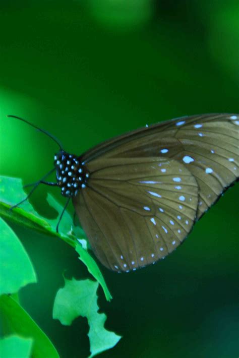 butterfly nature holidays canon japan obrigado pela vi flickr