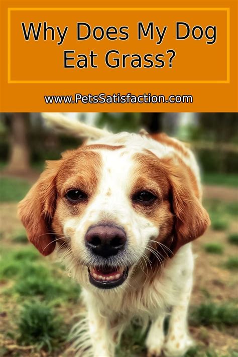 top  reasons  dogs eat grass artofit