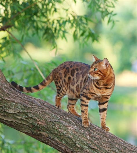 Bengal Cat Names - 200 Ideas For Naming Your Male or Female