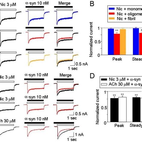 A Effects of monomeric oligomeric and fibrillar forms of α synuclein