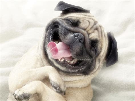 9 Reasons You Should Cuddle Your Pug More Often SonderLives