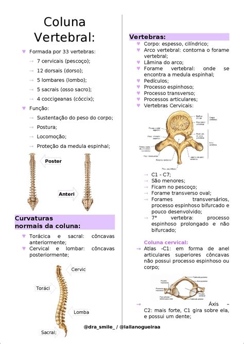 Mapas Mentais sobre COLUNA VERTEBRAL - Study Maps