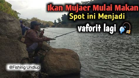 Mancing Ikan Mujaer Di Aliran Sungai Rawa Pening Fu