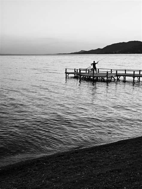 Black And White Sea Turles Photos Download The Best Free Black And