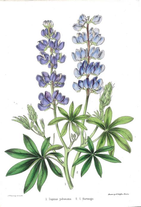 Antique Flower Print Lupinus Pubescens Auction