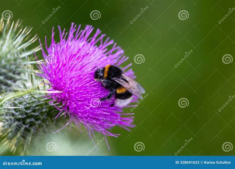 Bumblebee On A Purple Thistle Flower In The Garden Stock Image Image