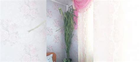 Комнатные цветы купить в Кемерово | Товары для дома и дачи | Авито