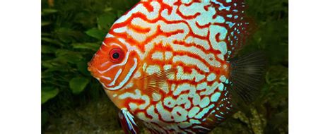 Symphysodon Aequifasciatus Pez Disco Mantener Y Cr A