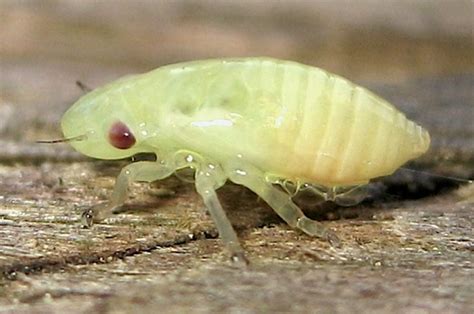 Nymph Philaenus Spumarius Bugguide Net