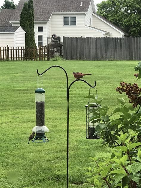 Bird Feeder Free Photo On Pixabay Pixabay