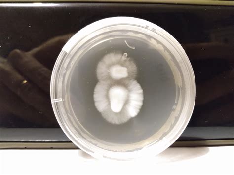 Spore Mycelium Isolation Sectors To Transfer Rshrooms