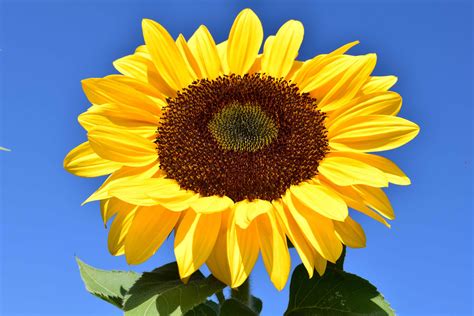 Kostenlose Bild Sonnenblume Blume Blauer Himmel Makro Tageslicht
