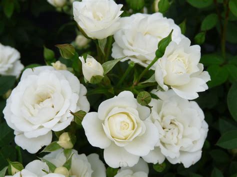 Роза Кент — фото и описание сорта с отзывами