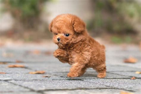 The 11 Cutest Poodle Mixes You Will Ever See — Barkli Collective By Luca Adriano Dalessandro