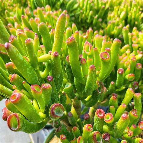 Crassula Ovata Gollum ET Fingers In 2 Inches Pot Etsy