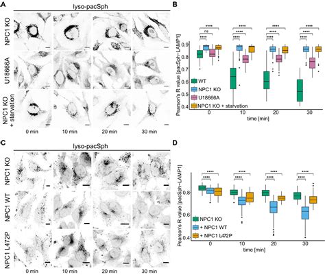 Lysosome Targeted Multifunctional Lipid Probes Reveal The Sterol