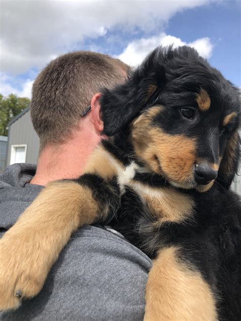 2565 best Bernese Mountain Dog images on Pholder | Aww, Dogpictures and Bernesemountaindogs