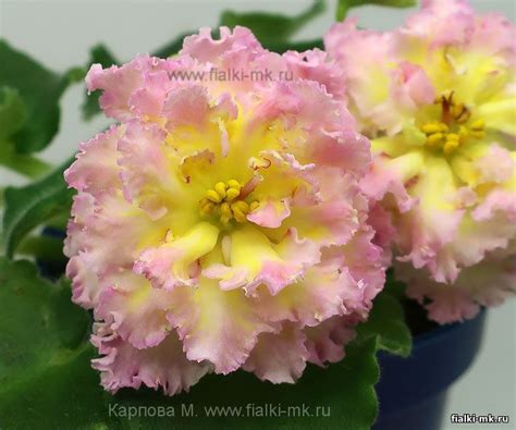 Фиалка ЕК-Одуванчики купить в интернет-магазине | Фиалки отечественной ...