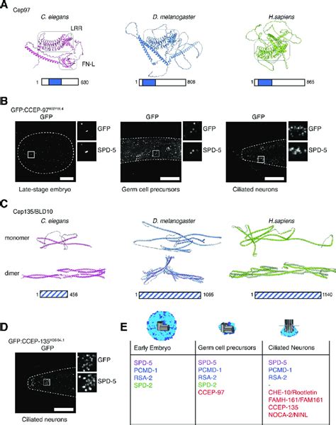 Ccep And Ccep As Novel Tissue Specific Centrosomal Components In