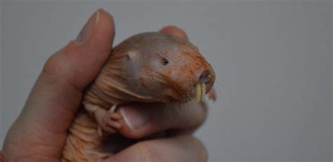 Naked Mole Rats Are These Rodents Immune To Cancer University Of Cambridge
