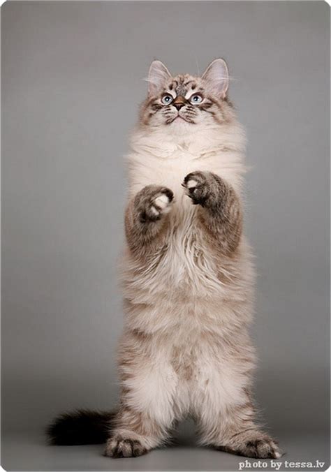 Невская маскарадная