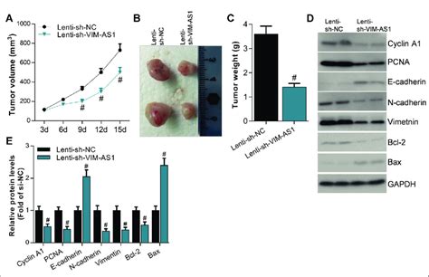 Knockdown Of Vim As1 Repressed Tumor Growth In Vivo A The Volume Of