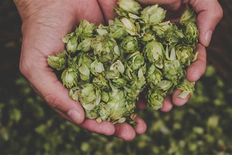 How To Harvest Process Homegrown Hops Kegerator