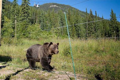 Excursión a un refugio de osos grizzly desde Banff Civitatis