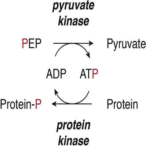 Lack of Evidence for PKM2 Protein Kinase Activity: Molecular Cell